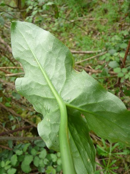 Verso de la feuille. Agrandir dans une nouvelle fenêtre (ou onglet)